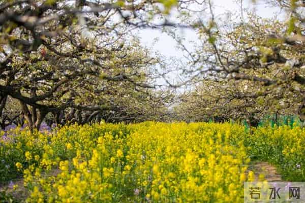 女子赏花站梨树枝头甩衣狂摇