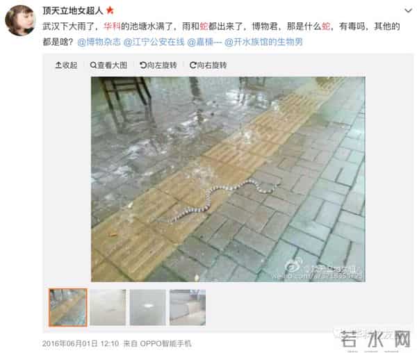 野猪闯入湖北一校园通信营业厅