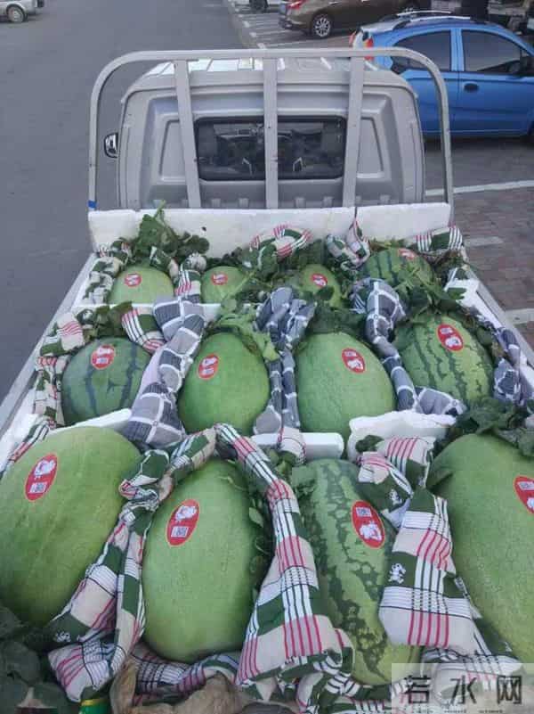 杭州种出78斤大西瓜破全省纪录