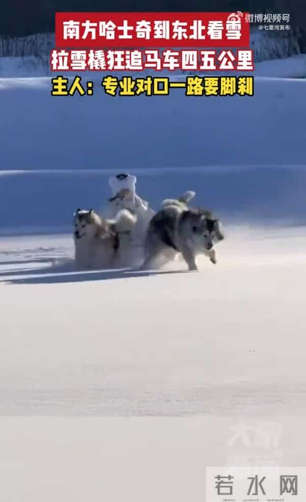 南方哈士奇到东北拉雪橇狂飙5公里