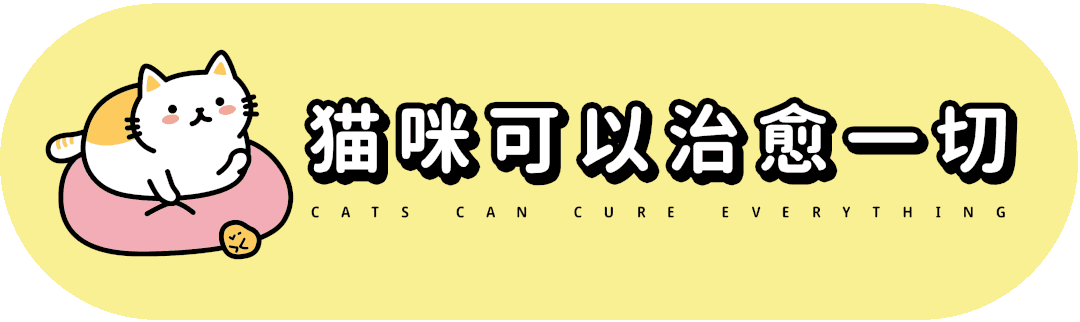 雷神山小奶猫变胖