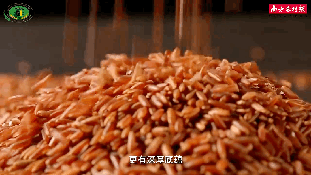 袁隆平念念不忘的海水稻新米要上市