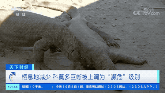 长颈鹿未来或将悄无声息灭绝