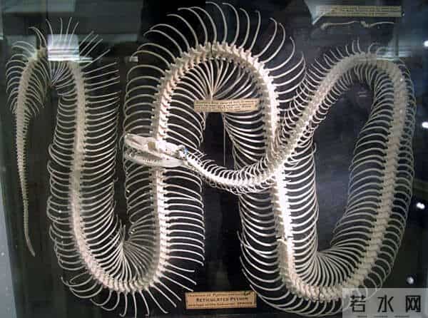 深圳工地现50斤蟒蛇