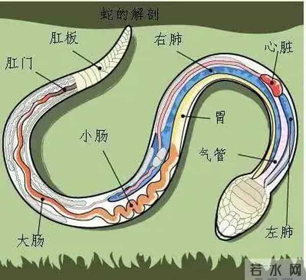 深圳工地现50斤蟒蛇