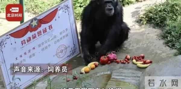 大猩猩自备吸管向游客索要饮料