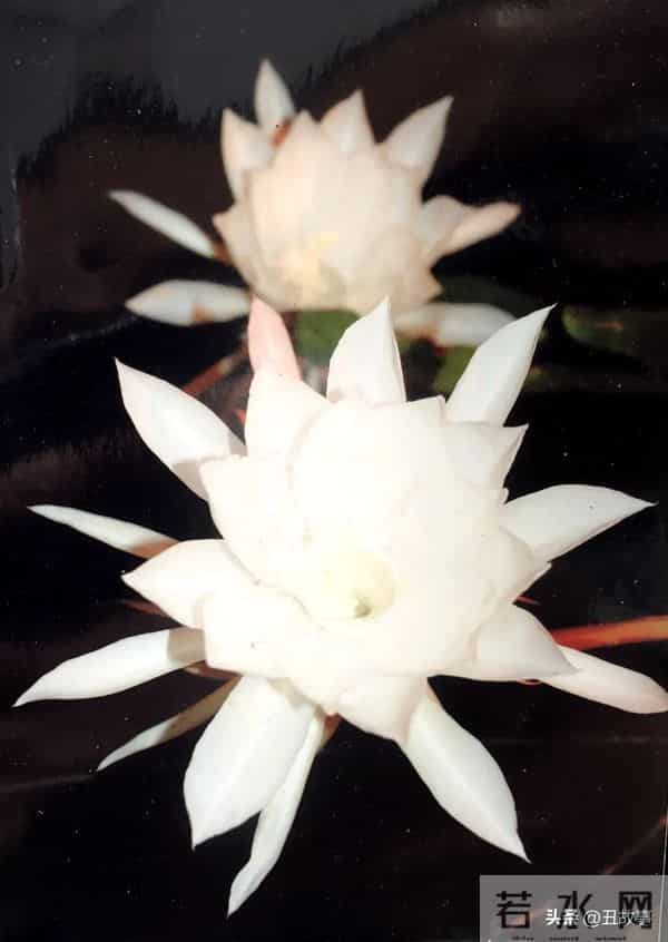 老伴走后第2天浙大老教师又去捡垃圾