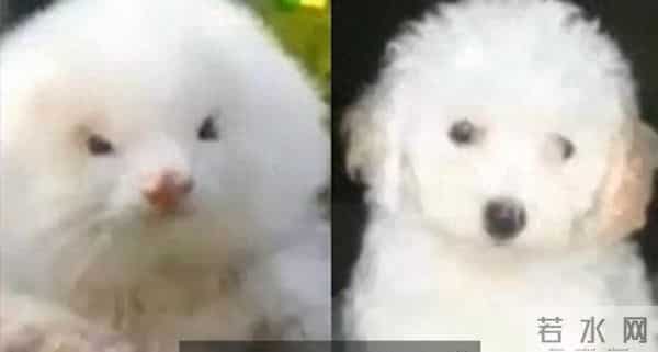 男子花150美元买狗结果是巴西老鼠