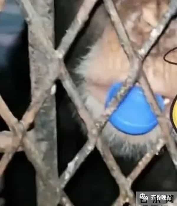 大猩猩自备吸管向游客索要饮料