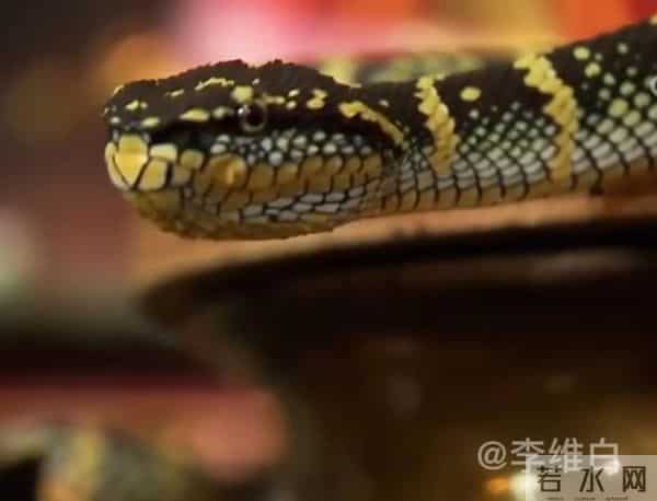 两条剧毒竹叶青蛇盘踞寺院内