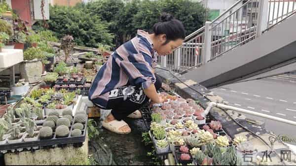 记者养花月入10万