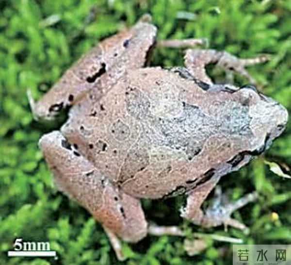 安徽发现蛙类新种
