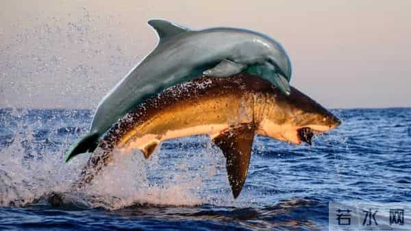 男子游泳被鲨鱼袭击幸有海豚相救
