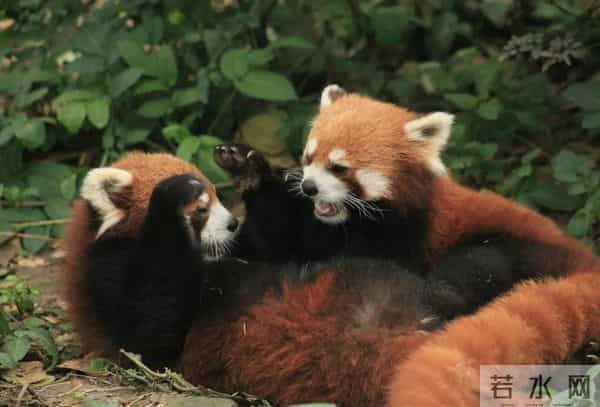 动物园不该搞伪科学