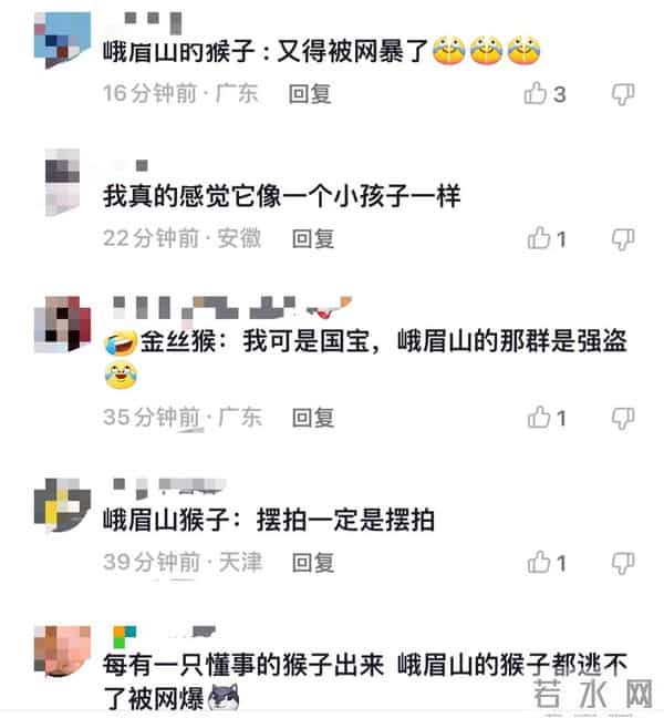 金丝猴坐路边礼貌接过游客苹果