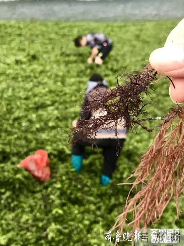 台风过后青岛海滩上尽是海鲜