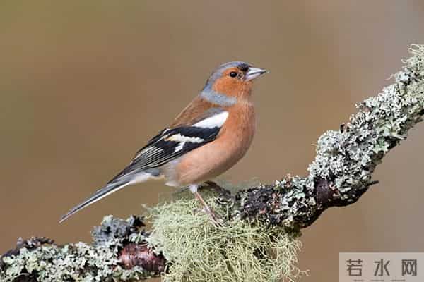 倒春寒来不来就看惊蛰