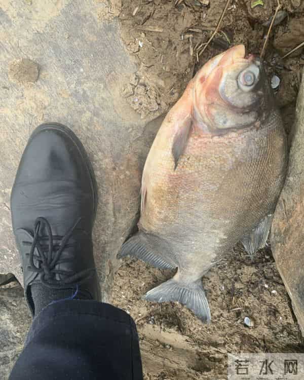 食人鱼可以吃吗
