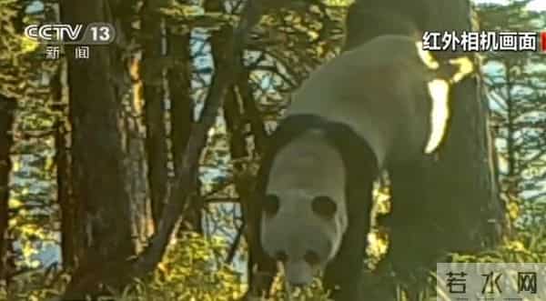 野生大熊猫用屁股蹭了蹭红外相机