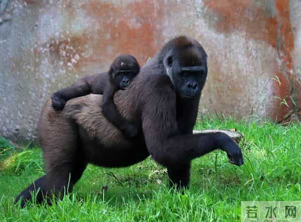 美国一动物园13只大猩猩新冠阳性