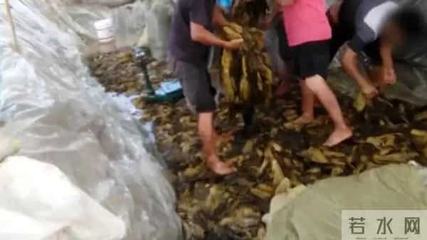 高管隐婚与女子同居