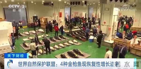 长颈鹿未来或将悄无声息灭绝