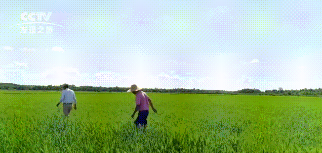 袁隆平念念不忘的海水稻新米要上市