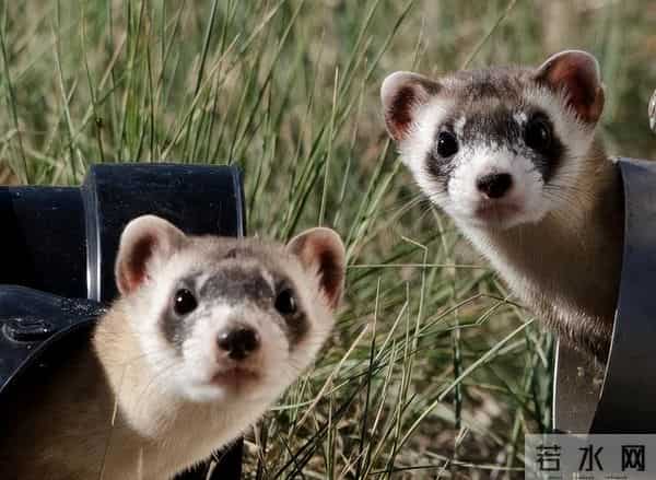 男子花150美元买狗结果是巴西老鼠