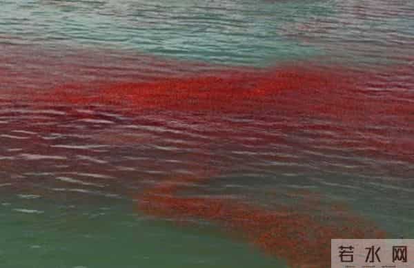 小龙虾群染红海水