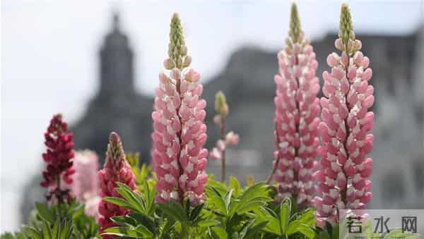 上海一小区解封居民春游式购物