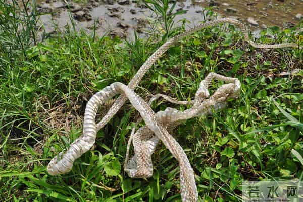 8条傻蛇集体社死偷鸡不成全被困