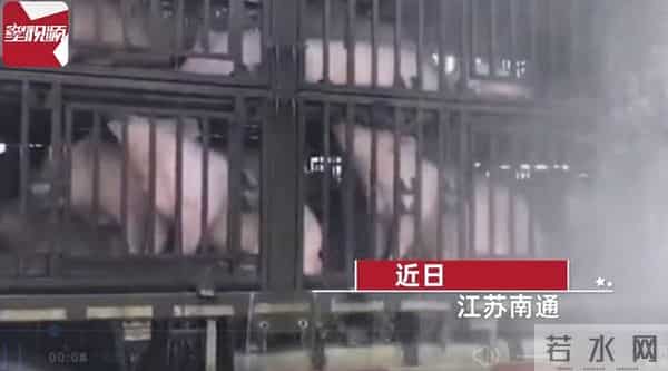 300头猪集体中暑