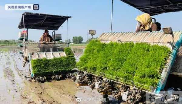 袁隆平团队巨型稻在天津插秧