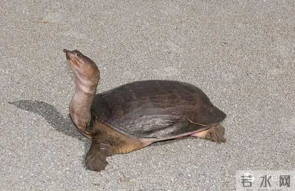 外来生物美国珍珠鳖被放生太湖