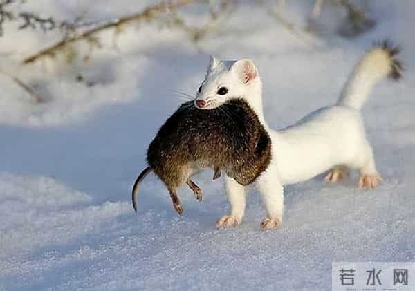 男子花150美元买狗结果是巴西老鼠