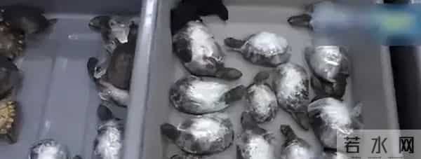 女子隔离到豪华套房