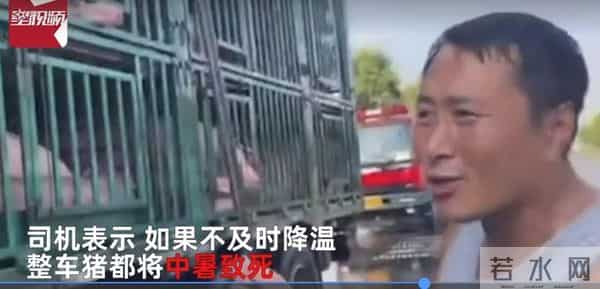 300头猪集体中暑