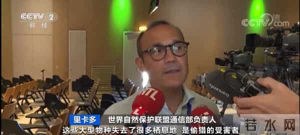 长颈鹿未来或将悄无声息灭绝