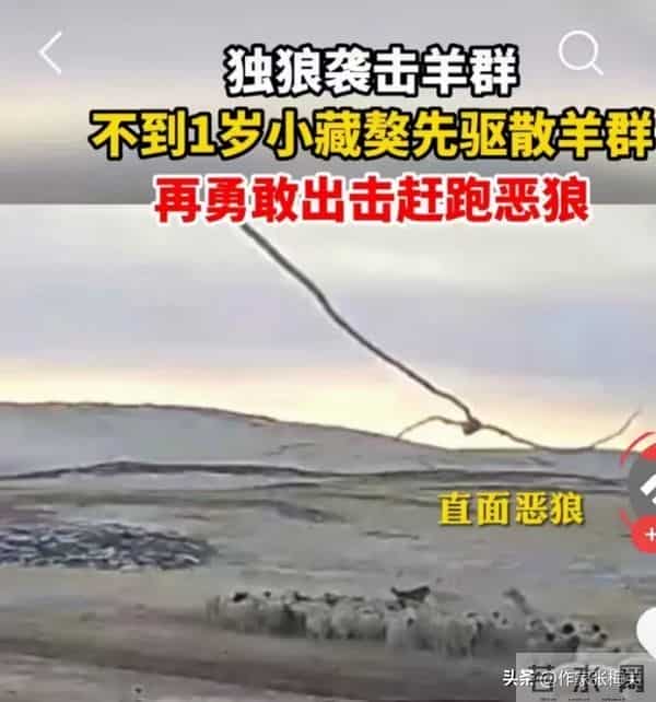 独狼袭击羊群被不到1岁藏獒赶跑