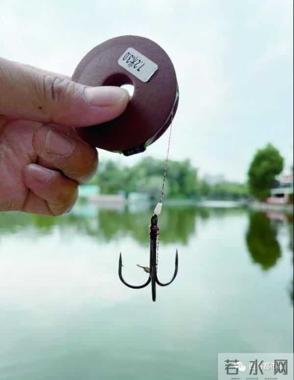 青海也现怪鱼-鱼塘损失1500多斤鱼