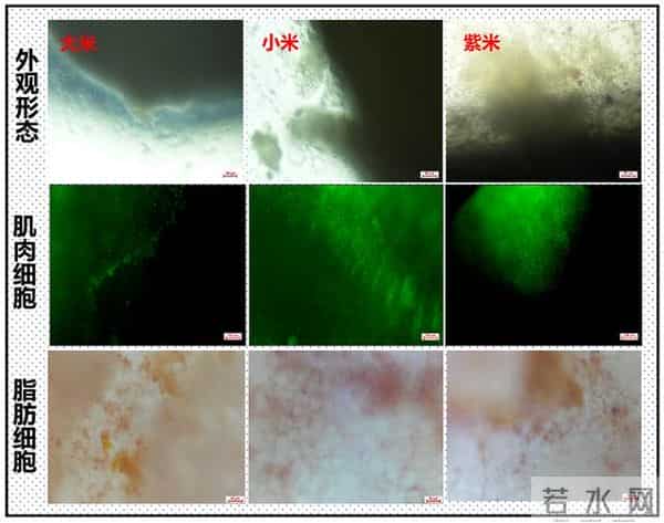 米里含肉!我国成功研发出猪肉米