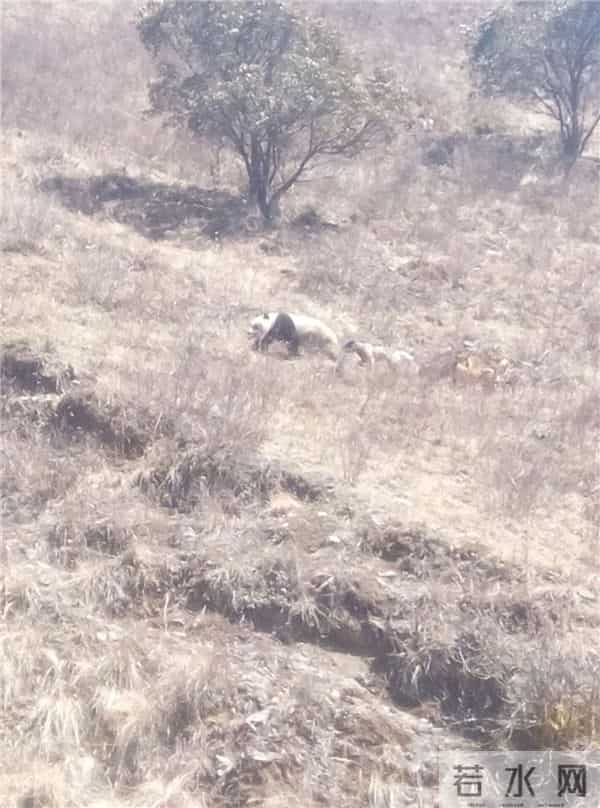 大熊猫下山被犬欺