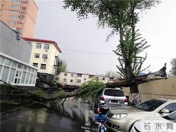 呼和浩特遇极端大风-大树连根拔起
