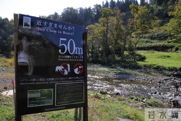 日本街头熊出没