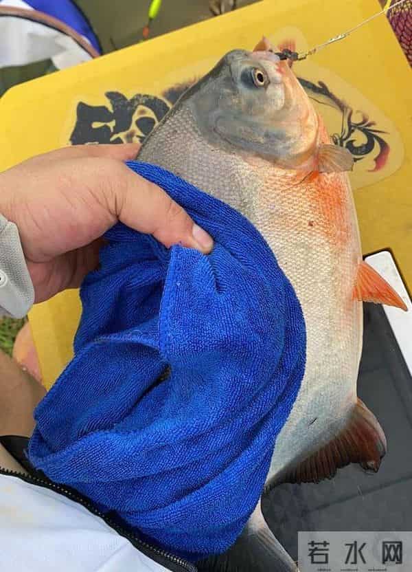 食人鱼可以吃吗