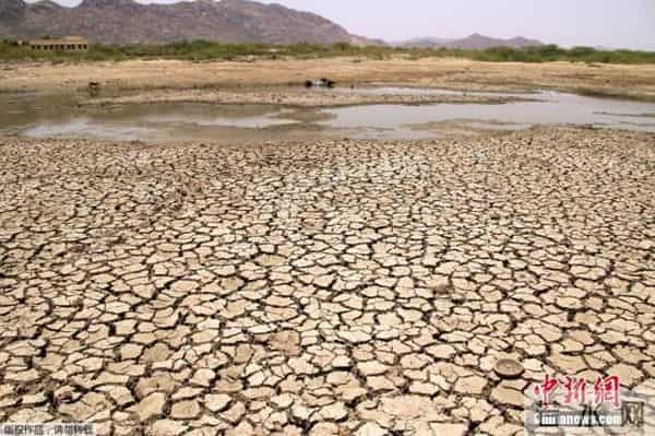 印度高温猴子热到脱水被警员救活
