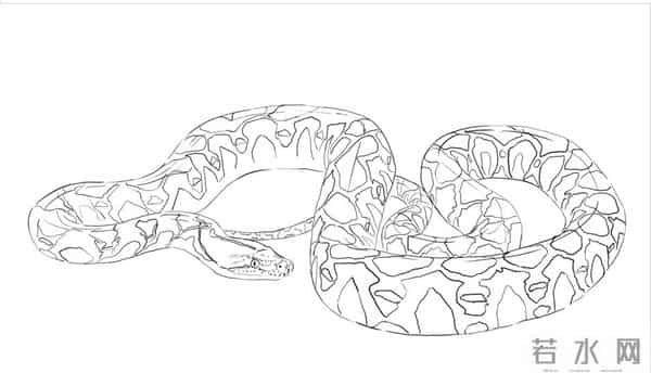 深圳工地现50斤蟒蛇
