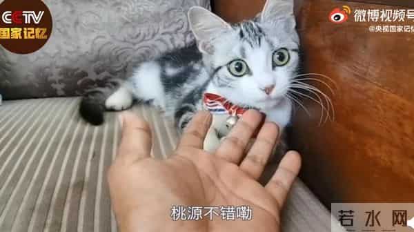 袁花花再也无法陪袁隆平听汇报了