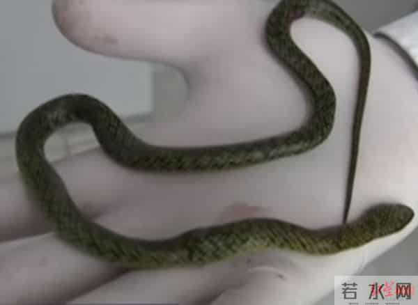 土耳其2岁女童遭蛇咬后咬死蛇