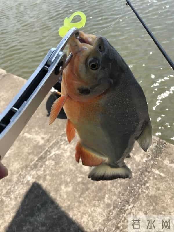 食人鱼可以吃吗